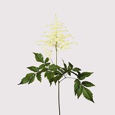 Astilbe