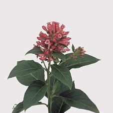 Cestrum