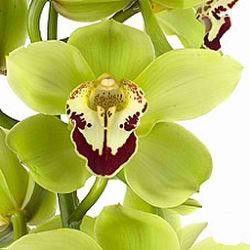 Cymbidium