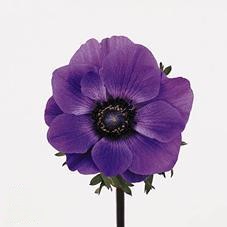 Anemone