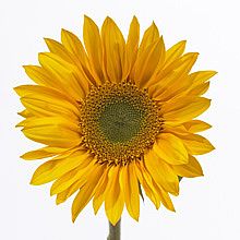 Girasol
