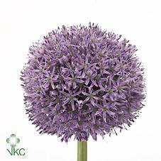 Allium