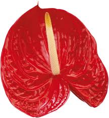 Anthurium