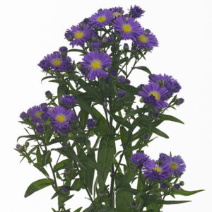 Aster