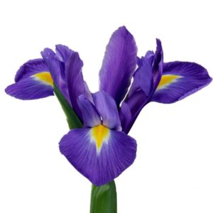 Iris