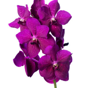 Vanda