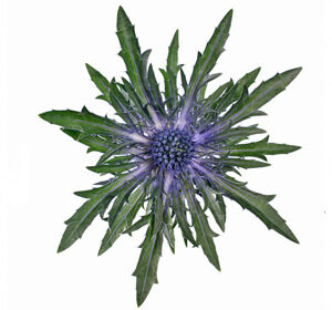 Eryngium