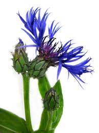 Centaurea