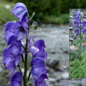 Aconitum