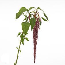 Amaranthus