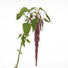 Amaranthus