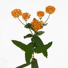 Asclepias