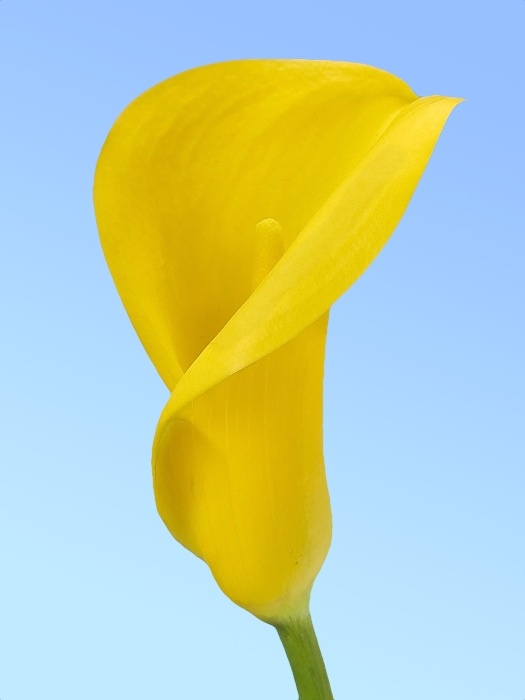 Cala amarilla florex gold - Sanseflor