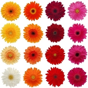 gerbera color mixta - Sanseflor