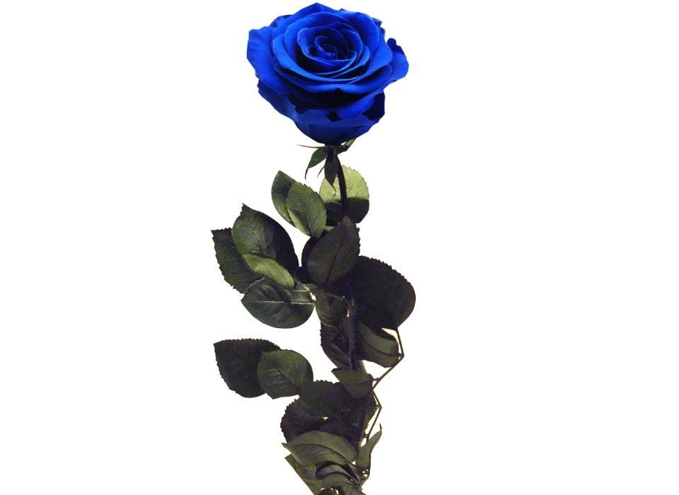 Rosa eterna Azul - Las mejores flores preservadas online